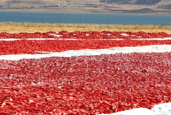 Elazığ’dan başta Amerika olmak üzere dünya sofralarına 1000 ton kurutulmuş domates