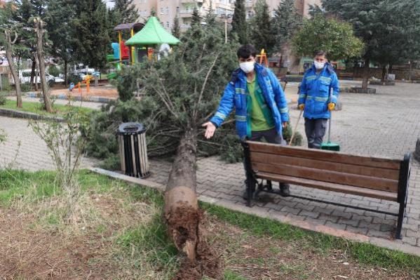MARDİN Mardin’de fırtına; parkın 25 yıllık ağacı devrildi
