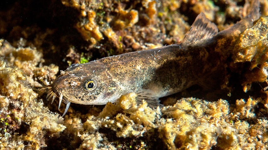 Van Gölü’nde keşfedilen balık türünün “mucize yaşamı” araştırılacak
