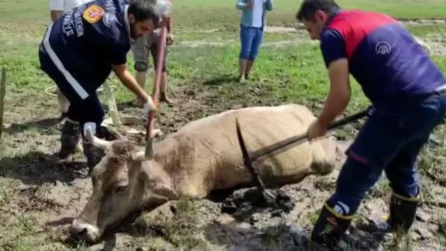 Çamura saplanan ineği itfaiye ekipleri kurtardı