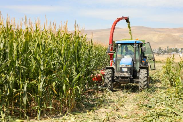Van’da devlet destekli yetiştirilen silajlık mısırın hasadına başlandı