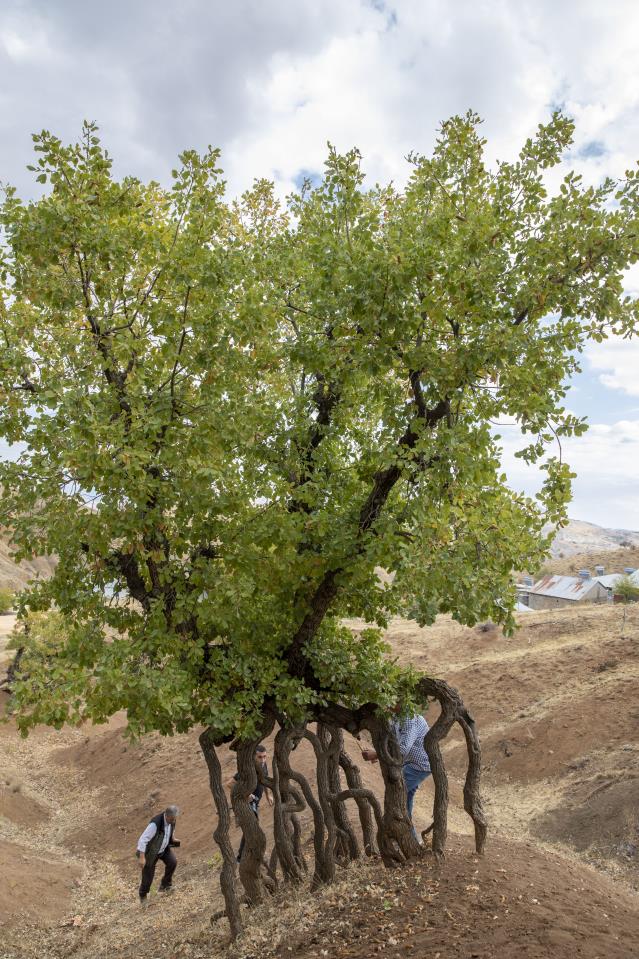 Diyarbakır’da kuraklık ve erozyona karşı ağaçlandırma seferberliği başlatıldı