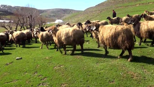 Kışı atlatan besicileri yüksek maliyetli çoban telaşı sardı