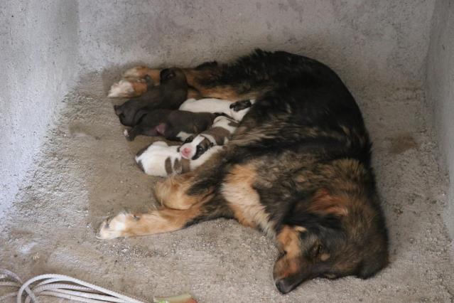 Köpek ve yavrularını rahatsız etmemek için ev inşaatını durdurdu
