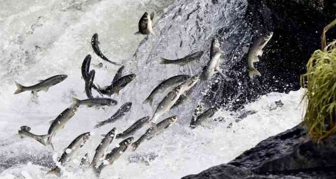 Van’da av yasağında 110 ton inci kefali ele geçirildi
