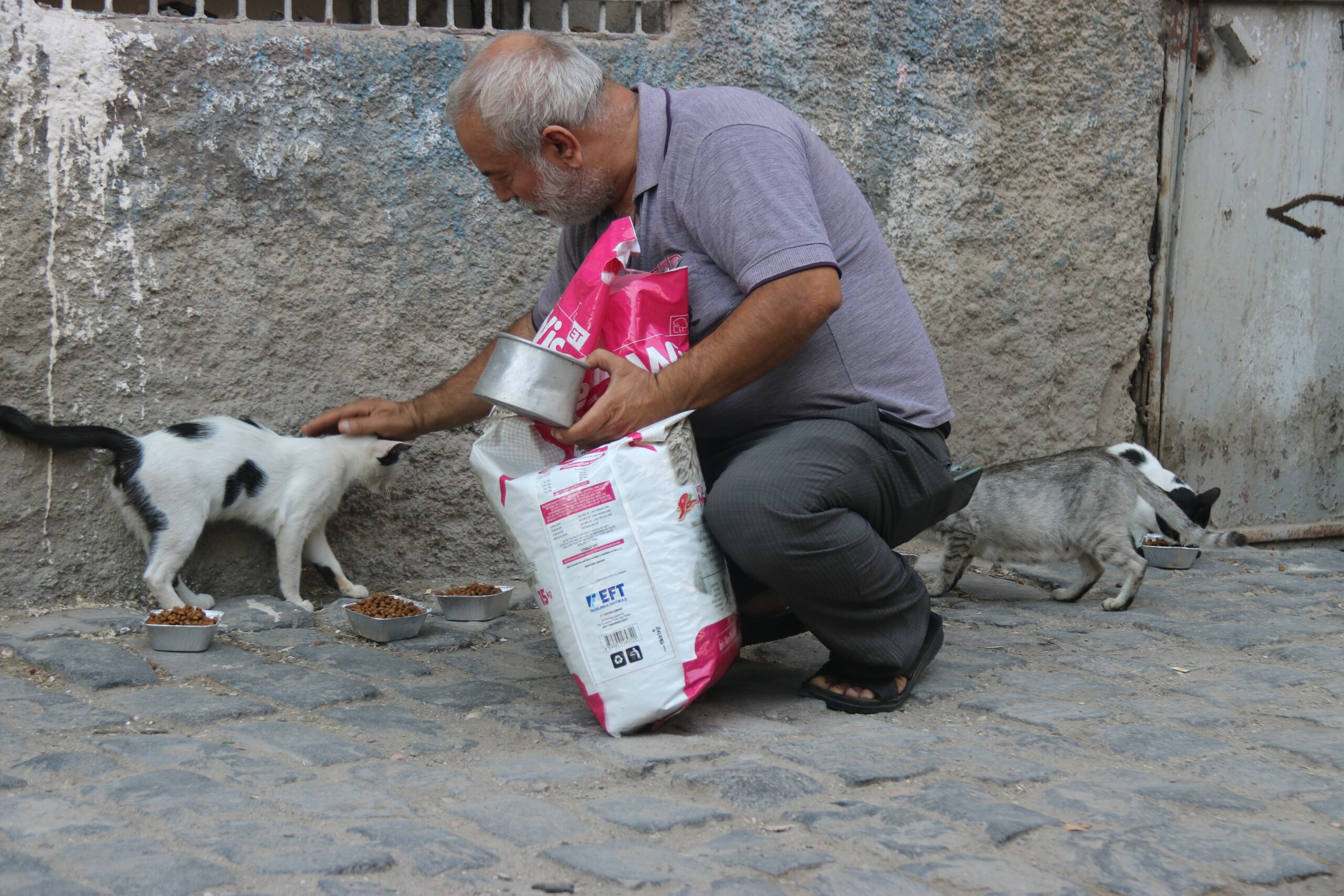 Diyarbakır’da sokak hayvanlarına destek: Günde 3 bin hayvana mama dağıtılıyor