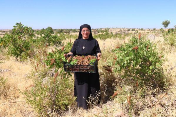 14 dil bilen, 22 kitap yazan Süryani rahibe, Almanya’dan döndüğü köyünde tarım yapıyor