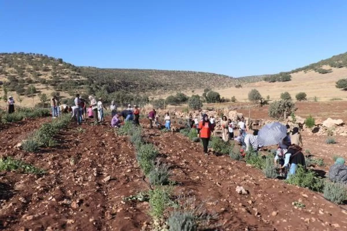 MİDYAT’TA KADINLARIN LAVANTA BAHÇESİNE DÖNÜŞTÜRDÜĞÜ ATIL ARAZİ, EKMEK KAPILARI OLDU