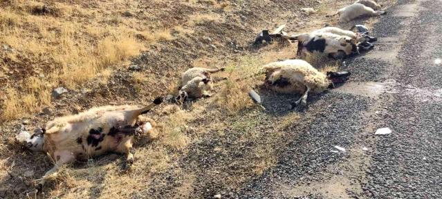 Otomobil sürüye daldı: 12 koyun telef oldu