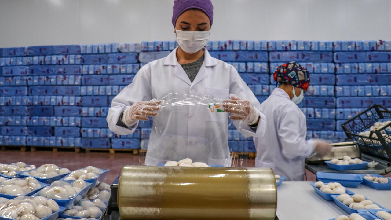 Van’da devlet desteğiyle kurulan tesisten 20 şehre mantar satılıyor