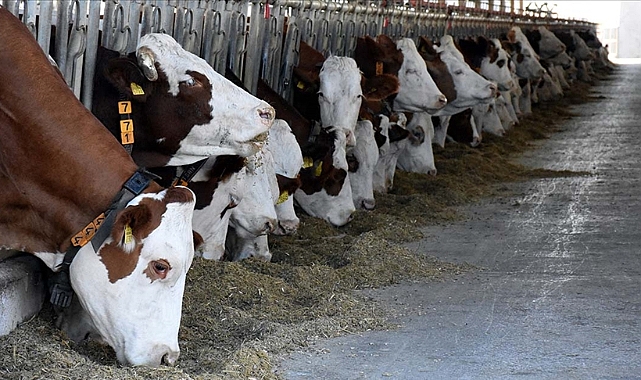 Digor’da 13 Büyükbaş Hayvan Çalındı