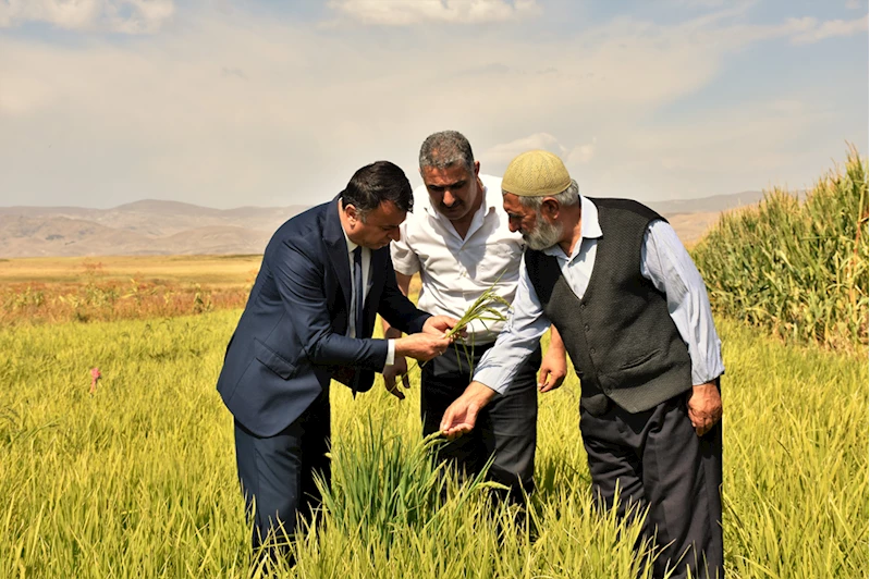 Muş Ovası’nda Devlet Desteğiyle Çeltik Ekimi Yapıldı