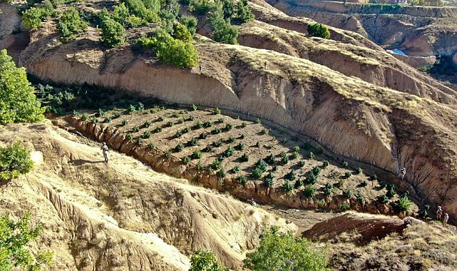 Diyarbakır’da 2 milyon 64 bin kök kenevir ve skunk ile 812 kilo esrar ele geçirildi