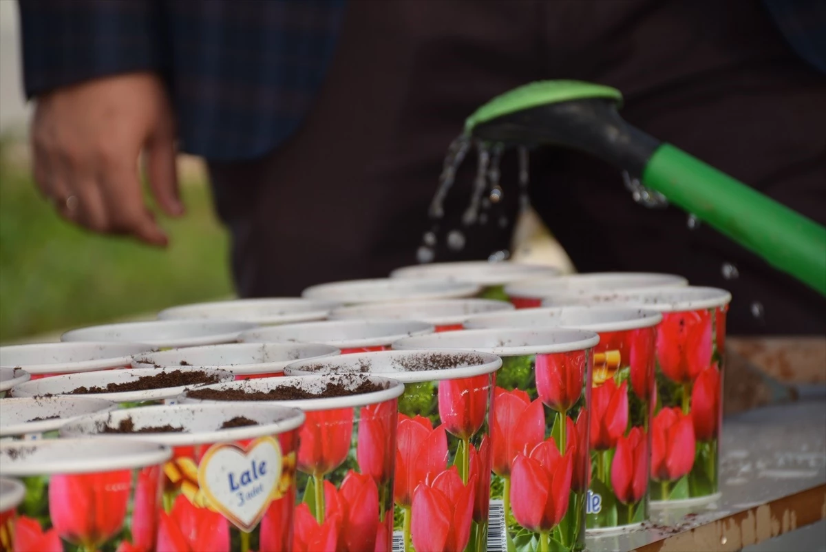 Hollanda Büyükelçiliği, Şırnak’taki bir okula 100 lale soğanı hediye etti