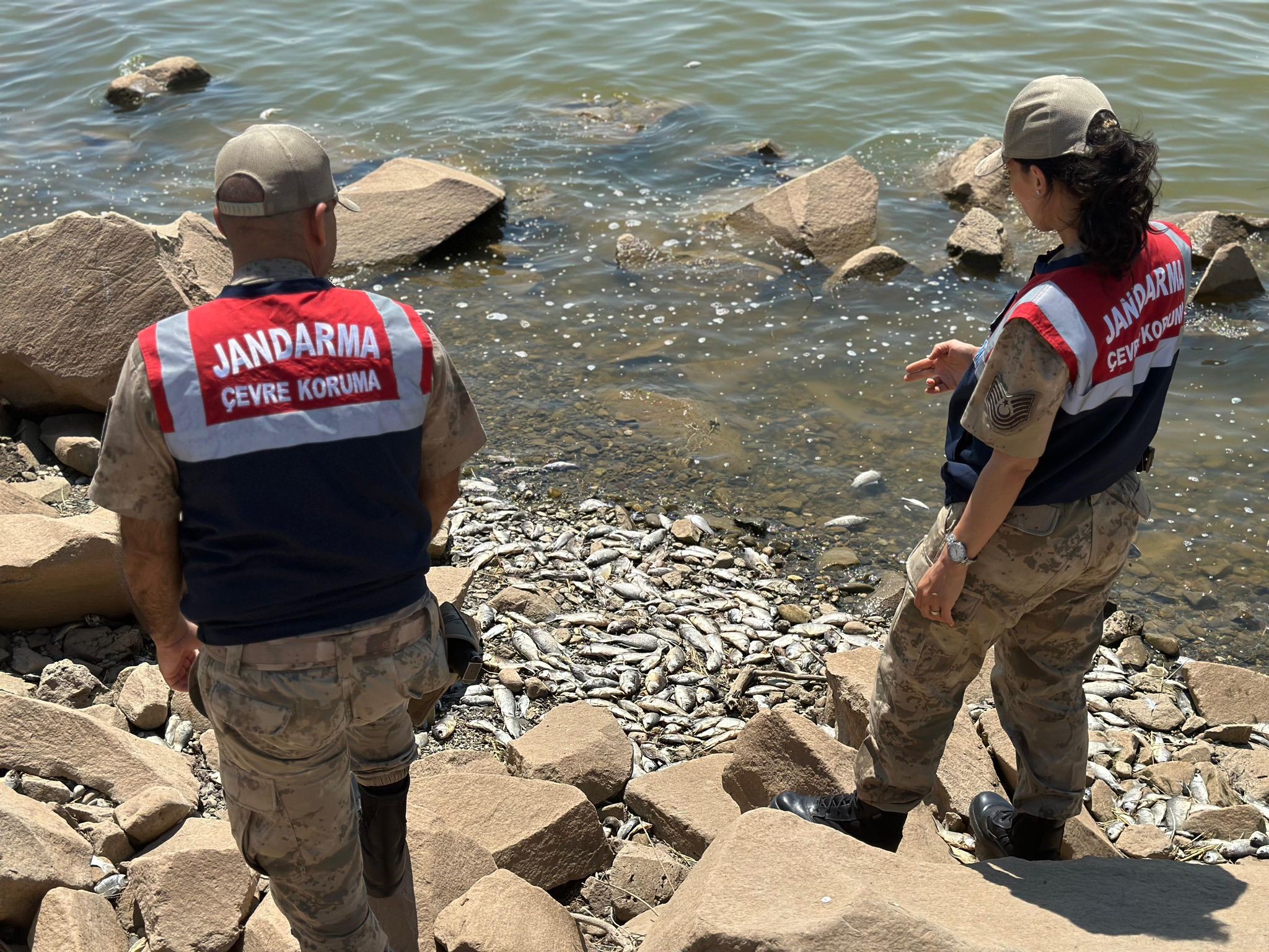 Diyarbakır’da Devegeçidi Barajı’nda Ölü Asya Sazanları Bulundu