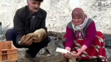Kurt Saldırısı Sonrası Yavru Köpeklere Biberonla Bakıyorlar