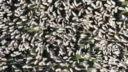 Ahlat’ta Kuzuların Anne ile Buluşması