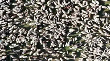 Ahlat’ta Kuzuların Anne ile Buluşması