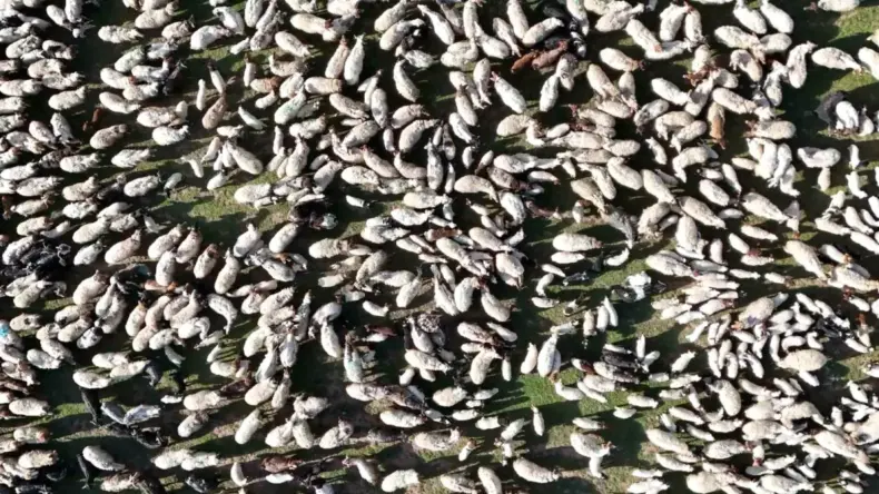 Ahlat’ta Kuzuların Anne ile Buluşması