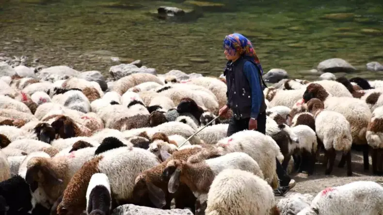 Göçerlerin Zorlu Yolculuğu