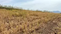 Siirt’te İlk Mercimek Hasadı Yapıldı