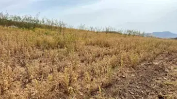 Siirt’te İlk Mercimek Hasadı Yapıldı