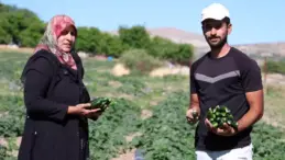 Elazığ’da Organik Salatalık Üretimi