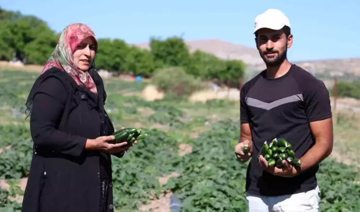 Elazığ’da Organik Salatalık Üretimi