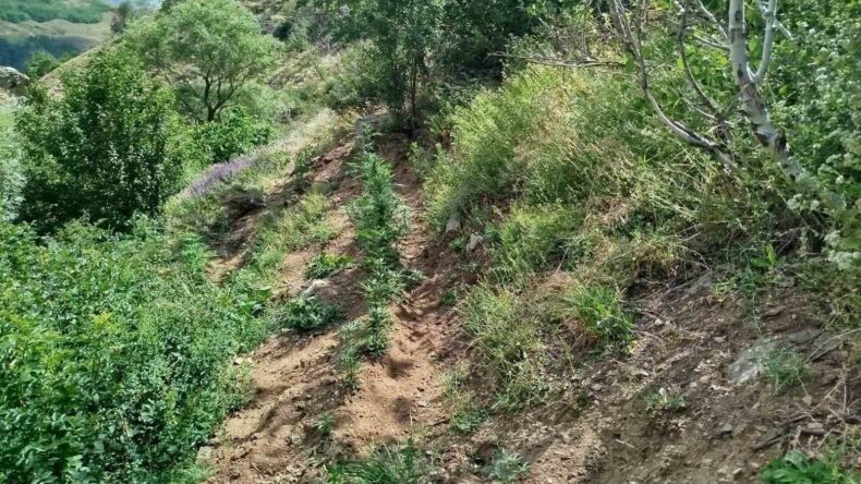 Bingöl’de 843 kök kenevir bitkisi ele geçirildi