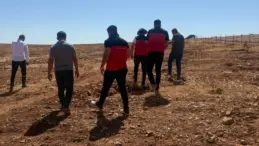 Şanlıurfa’da çekirge istilası