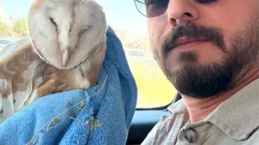 Duyarlı Vatandaş Baykuşu Kurtardı