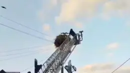 Yavru Leylek Yuvasına Kavuşturuldu